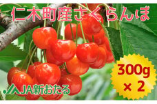 北海道 仁木町産 生産者厳選品 7月旬 さくらんぼ 600g （300g×2） サクランボ チェリー フルーツ 果物 果物類 ギフト 仁木町 仁木 [JA新おたる]
