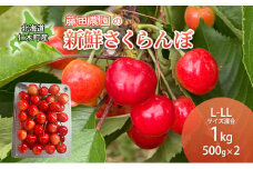 北海道 仁木町産 さくらんぼ 佐藤錦 1kg (500g×2) L-LLサイズ混合  サクランボ チェリー フルーツ 果物 果物類 ギフト 仁木町 仁木 [藤田農園]