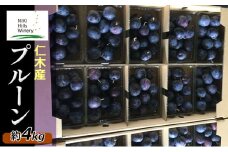 仁木産 プルーン 約4kg 【バーバンクまたはベイラー】秀品 家庭用 M-L サイズ混合  ≪NIKI Hills ファーム≫