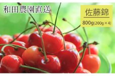 北海道 仁木町産 さくらんぼ 佐藤錦 800g（400g×2パック）  サクランボ チェリー フルーツ 果物 果物類 ギフト 仁木町 仁木 [和田農園]