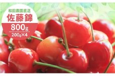 [先行受付] 北海道 仁木町産 さくらんぼ 佐藤錦 800g（400g×2パック） サクランボ チェリー フルーツ 果物 果物類 仁木町 仁木 [和田農園]