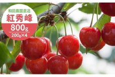 [先行受付] 北海道 仁木町産 さくらんぼ 紅秀峰 800g（400g×2パック） サクランボ チェリー フルーツ 果物 果物類 仁木町 仁木 [和田農園]	