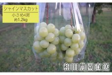 [先行受付] 北海道 仁木町産 シャインマスカット 約1.2kg 小さめ4房（1房300g前後） 果物 ぶどう フルーツ 果物類 ブドウ シャインマスカット マスカット [和田農園]