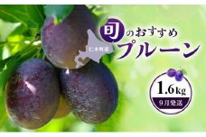 [先行受付] 【9月発送】北海道 仁木町産 おすすめプルーン1.6kg（400g×4パック） 果物類 果物 くだものフルーツ 果物詰合せ プルーン [和田農園]