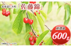 北海道 仁木町産 厳選品 さくらんぼ 佐藤錦 600g (300g×2パック) Lサイズ以上  旬 桜桃 産地直送 サクランボ チェリー フルーツ 果物 果物類 ギフト 仁木町 仁木 [松山商店]