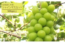 [先行受付] 北海道 仁木町産 厳選品 シャインマスカット1房（500g以上） 果物 ぶどう フルーツ 果物類 ブドウ マスカット [松山商店]