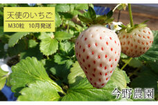 2024年10月発送 北海道 仁木町産 いちご「 天使のいちご (登録商標)AE(エンジェルエイト)」(M30粒) 果物類 果物 くだもの 苺 イチゴ フルーツ [今野農園]