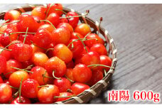 北海道 仁木町産 厳選品 さくらんぼ 南陽 600g(300g×2パック)Lサイズ以上　旬 桜桃 産地直送 サクランボ チェリー フルーツ 果物 果物類 ギフト 仁木町 仁木 [松山商店]