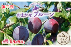 [先行受付] 8月お届け 北海道 仁木産 フレッシュ プルーン 約2kg （サイズ混合）品種 おまかせ 果物 くだもの フルーツ [峠のふもと　紅果園]