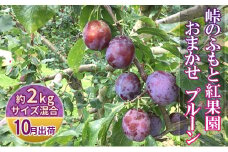 [先行受付] 10月お届け 北海道 仁木産 フレッシュ プルーン 約2kg（サイズ混合）品種 おまかせ 果物 くだもの フルーツ [峠のふもと　紅果園]