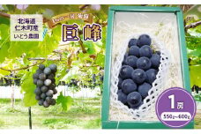 [先行受付] 9月出荷 北海道 仁木町産 1％の一房 葡萄『 巨峰 』1房（550g～600g） ブドウ ぶどう 果物 フルーツ 旬の果物 産地直送 北海道産 [いとう農園]