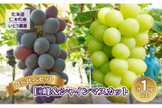 [先行受付] 9月出荷 北海道 仁木町産 葡萄 食べ比べセット『 巨峰 ＆ シャインマスカット 』（計1kg以上）ブドウ ぶどう 果物 フルーツ 旬の果物 産地直送 [いとう農園]
