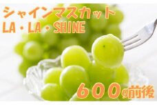 [先行受付] JA新おたる シャインマスカット『LA・LA・SHINE（ラ・ラ・シャイン）』 1房 600g前後 果物 フルーツ ぶどう 旬の果物 産地直送 北海道産 仁木町産 化粧箱 [JA新おたる]
