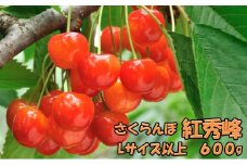 北海道 仁木町産 生産者厳選品 さくらんぼ 紅秀峰 600g（300g×2パック） 旬の果物 産地直送 サクランボ チェリー フルーツ 果物 果物類 ギフト 北海道産 仁木町 仁木 [JA新おたる]