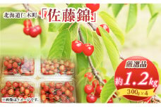 北海道 仁木町産 厳選品 さくらんぼ 佐藤錦 1.2kg (300g×4パック) Lサイズ以上　旬 桜桃 産地直送 サクランボ チェリー フルーツ 果物 果物類 ギフト 仁木町 仁木 [松山商店]