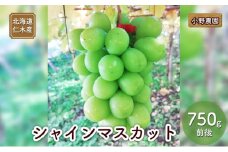 [先行受付] 北海道 仁木産 シャインマスカット 750g前後  果物 ぶどう フルーツ おやつ デザート 食後 有機肥料 農薬低減 国産 直送 産地直送 食べ物 食品 北海道産 [株式会社　小野農園]