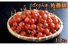 北海道 仁木町産 さくらんぼ 佐藤錦 1.2kg（300g×4パック） 美味しい 人気 おすすめ お裾分け サクランボ チェリー フルーツ 果物 果物類 ギフト 仁木町 仁木 [JA新おたる]