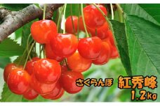 北海道 仁木町産さくらんぼ 紅秀峰 1.2kg （300g×4パック） 美味しい 人気 おすすめ お裾分け サクランボ チェリー フルーツ 果物 果物類 ギフト 仁木町 仁木 [JA新おたる]