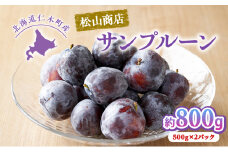 [先行受付] 北海道仁木町産 プルーン 800g ( サンプルーン ) 厳選品 果物 フルーツ 国産 高糖度 ほどよい酸味 北海道産プルーン 国産プルーン [松山商店]