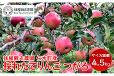 [先行受付/2025年] 仁木町の採れたてりんご「つがる」4.5kg（15～18玉）サイズ混載 北海道 仁木 果物 くだもの フルーツ リンゴ 林檎 果物類 ジューシー [フルーツショップ妹尾観光農園]
