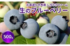 [先行受付] 北海道 仁木町産 有機栽培ブルーベリー 500g（サイズ混合） 果物 くだもの フルーツ 果実 生ブルーベリー 国産 国産ブルーベリー 日本産 [しろうさファーム]