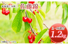 北海道 仁木町産 さくらんぼ 佐藤錦 1.2kg (300g×4パック)  L-Mサイズ 混合　旬 桜桃 産地直送 サクランボ チェリー フルーツ 果物 果物類 ギフト 仁木町 仁木 [松山商店]