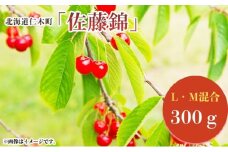 北海道 仁木町産 さくらんぼ 佐藤錦  300g (300g×1パック) L-Mサイズ 混合   旬 桜桃 産地直送 サクランボ チェリー フルーツ 果物 果物類 ギフト 仁木町 仁木 [松山商店]