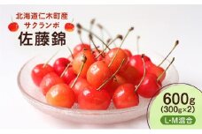 先行受付 北海道 仁木町産 さくらんぼ 佐藤錦 600g （300g×2） L・M混合　旬の果物 サクランボ チェリー フルーツ 果物 果物類  仁木町 仁木 [UMIX FARM]