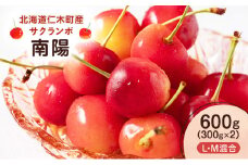 北海道 仁木町産 さくらんぼ 南陽 600g （300g×2） L・M混合　旬の果物 サクランボ チェリー フルーツ 果物 果物類 ギフト 仁木町 仁木 [UMIX FARM]