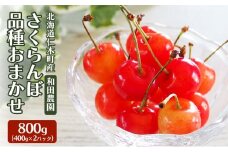 [先行受付] 北海道 仁木町産 さくらんぼ 品種おまかせ 800g(400g×2パック) サクランボ チェリー フルーツ 果物 果物類 仁木町 仁木 [和田農園]
