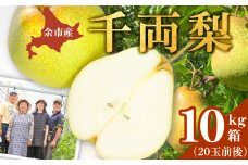 2024年9月下旬発送予定【先行予約】千両梨 10kg箱(20玉前後) 北海道産 余市町産　シャキシャキとした食感とサッパリとした甘みが特徴 季節限定 千両梨 季節の味覚 10kg 箱 20玉 前後 梨 ほぼ余市町でしか生産されていない 果物 フルーツ 贈り物 ギフト フルーツギフト お取り寄せ 北海道 余市町産 送料無料