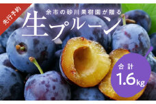 【先行予約：2025年8月下旬より発送】余市の砂川果樹園が贈る【余市の生プルーン】1.6kg