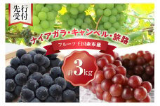 【先行予約：2025年9月中旬以降発送】フルーツ王国余市産「旅路・ナイアガラ・キャンベル」3kg【ニトリ観光果樹園】