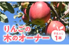 りんごの木のオーナー【品種：早生ふじ】