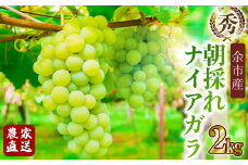 【先行受付：2024年9月下旬以降発送】ナイアガラ　数量限定　秀品　余市町野崎農園　約2kg【産地直送】