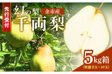【2025年9月下旬以降発送】千両梨 特選 5kg箱(8玉～10玉) 北海道産 余市町産　シャキシャキとした食感とサッパリとした甘みが特徴 季節限定 千両梨 季節の味覚 5kg 箱 8玉～10玉 梨 ほぼ余市町でしか生産されていない 果物 フルーツ 贈り物 ギフト フルーツギフト お取り寄せ 北海道 余市町産 送料無料
