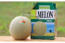 （ティアラ）【１玉入】やなぎさわ農園の甘い赤肉メロン
