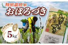 特別栽培米 おぼろづき（白米）5kg 令和6年産 2024年10月発送 今摺り米 NP1-246