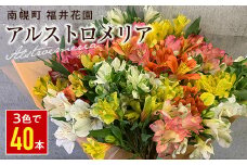 北海道 南幌町 生産者直送! 福井さんのアルストロメリア 花束 3色 (白・黄・ピンク) おまかせMIX 40本 数量限定 NP1-280