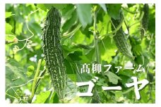髙柳ファーム　ゴーヤ