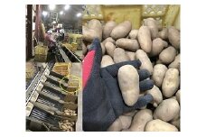 B39　じゃがいも(男爵)　Sサイズ　20kg