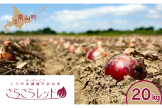 くりやま健康タマネギ「さらさらレッド」20kg　F015