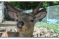 なかよし動物園の看板鹿「たいしくん」