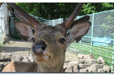 栗山公園「なかよし動物園」パクパクタイム回数券（6回分）3枚セット　C056