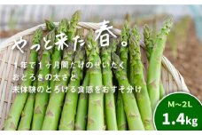 北海道産「春一番！グリーンアスパラガス」M・Lサイズ以上1.4kg　D034