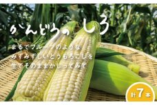 大地の恵み「とうもろこし（ホワイト）」7本　北海道 栗山町 産地直送　B033