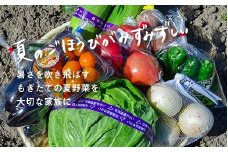 大地の恵み 「新鮮！夏野菜セット」　B035