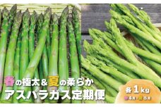 春の極太＆夏の柔らかアスパラガス 春夏2回定期便　I014