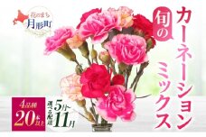 ［2025年8月お届け］旬のカーネーションミックス　4品種20本保証 [№5783-7041]0762