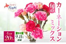 ＜2025年9月～11月まで3ヵ月連続お届け＞北海道 カーネーション ミックス 4品種 20本以上 花 花束 切花 ブーケ 旬 季節 生花 フラワー アレンジメント  [№5783-0766]
